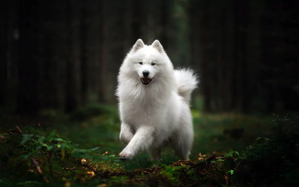 dog Animal spitz HD Desktop Wallpaper | Background Image