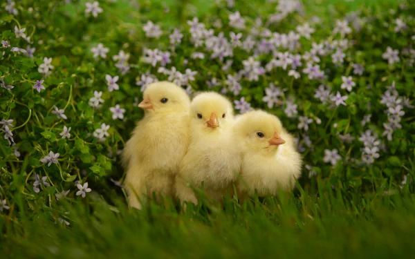 Three fluffy yellow chicks stand on green grass with delicate purple flowers in the background, creating a cute and serene HD PC desktop wallpaper scene.