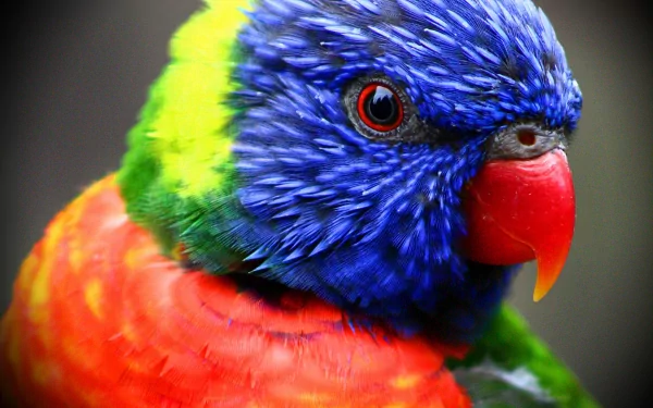 Close-up of a vibrant rainbow lorikeet with bright blue, green, red, and yellow feathers in 4K Ultra HD, designed as a PC desktop wallpaper and background.