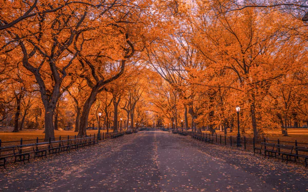 Central Park in New York showcases vibrant fall colors with orange-leaved trees lining a wide park pathway, captured in a crisp HD desktop wallpaper.