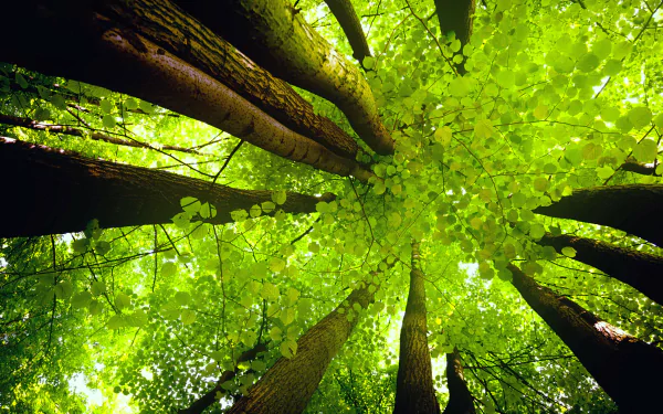  Redwood Tree Canopy