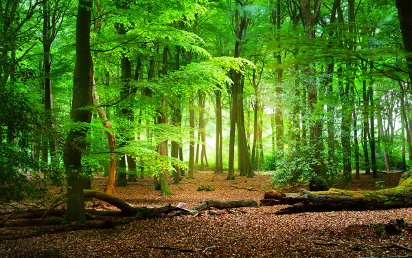 nature forest HD Desktop Wallpaper | Background Image