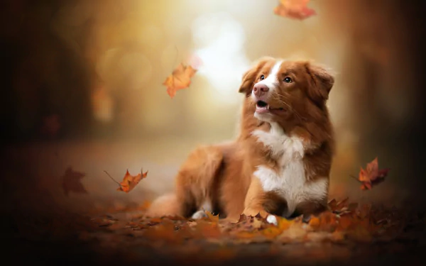 depth of field dog leaf fall Animal nova scotia duck tolling retriever HD Desktop Wallpaper | Background Image