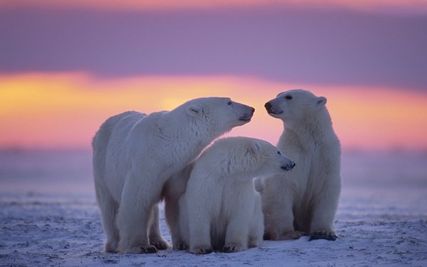 Animal Polar Bear Bears Snow Sunset HD Wallpaper | Background Image