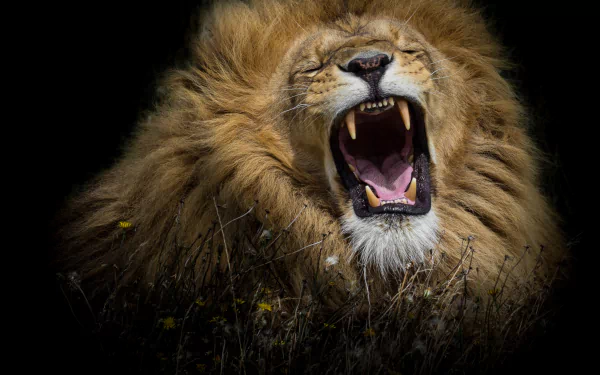  Roaring Lion