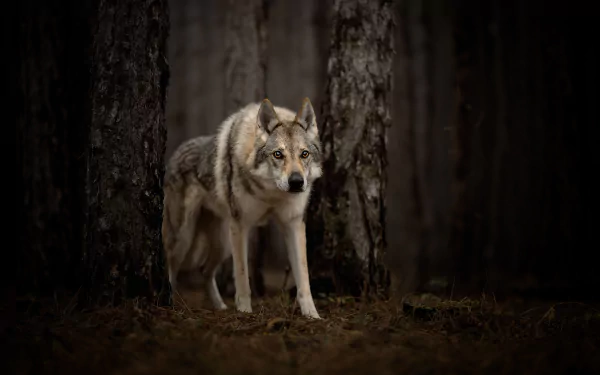 A Czechoslovakian wolfdog stands alert in a dark forest, captured in an HD desktop wallpaper showcasing the animal's striking wolf-like features.