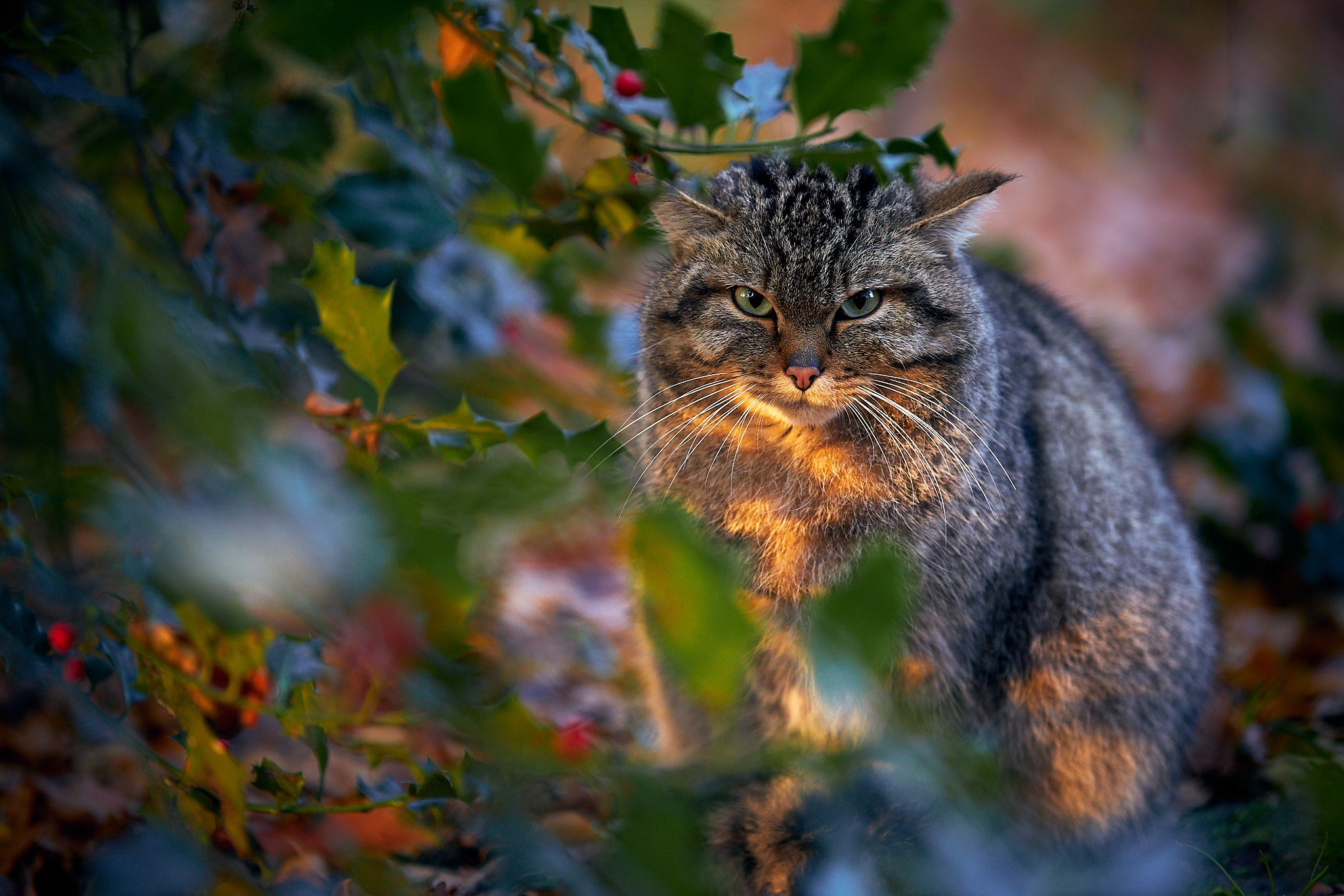 30k+ Wild Cat Pictures | Download Free Images on Unsplash