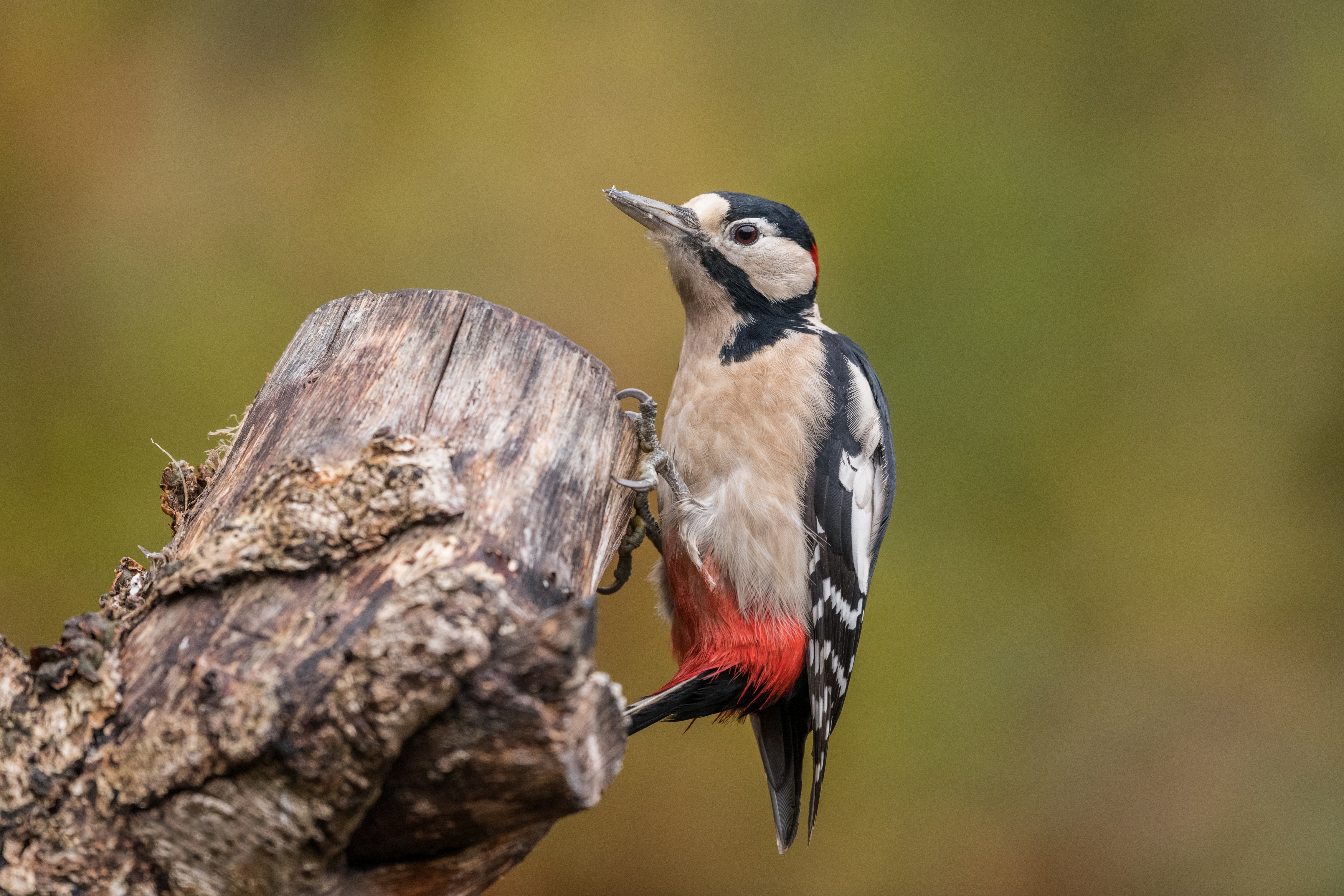Animal Woodpecker 4k Ultra HD Wallpaper