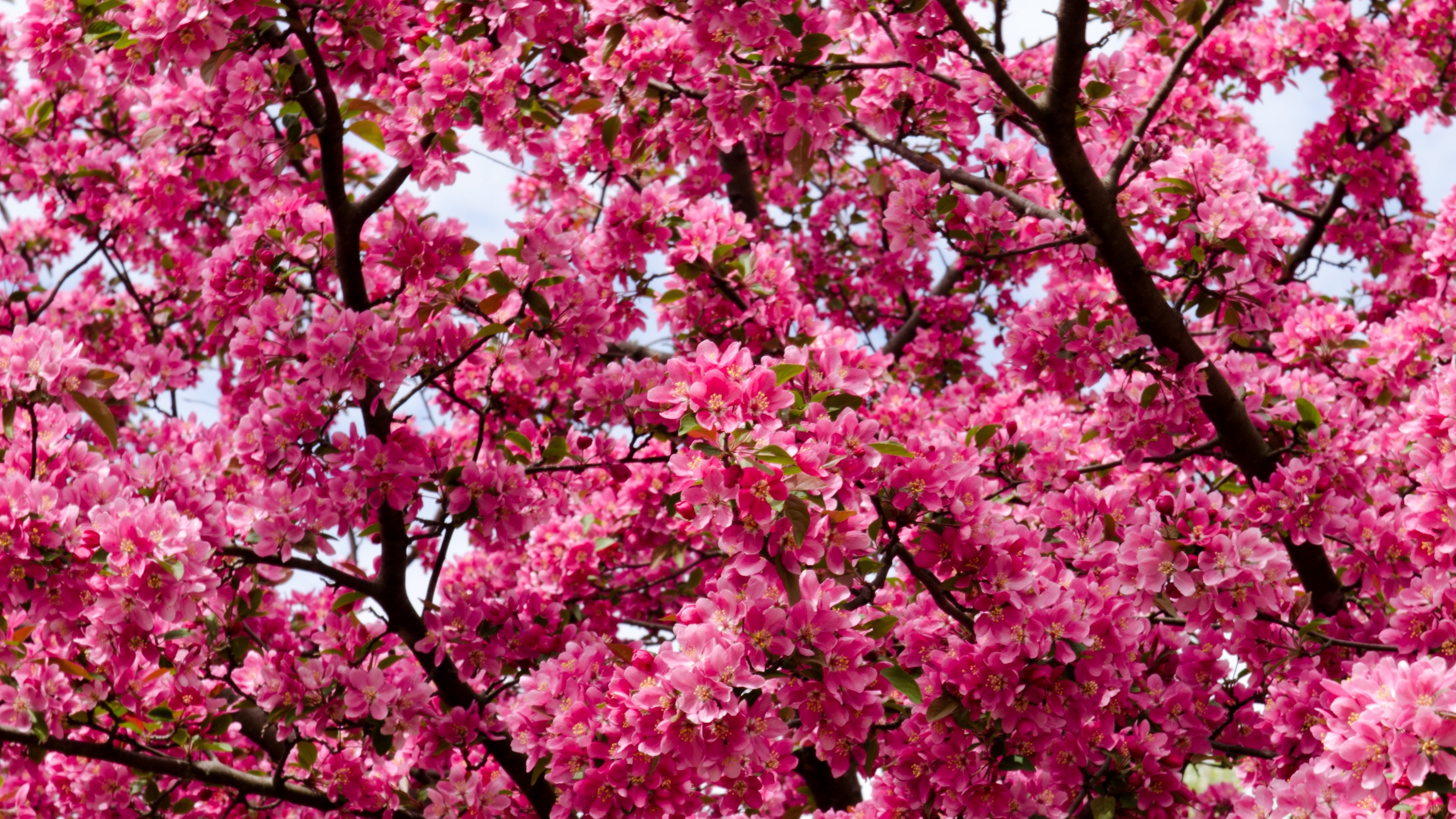 Download Pink Flower Branch Nature Blossom 4k Ultra HD Wallpaper