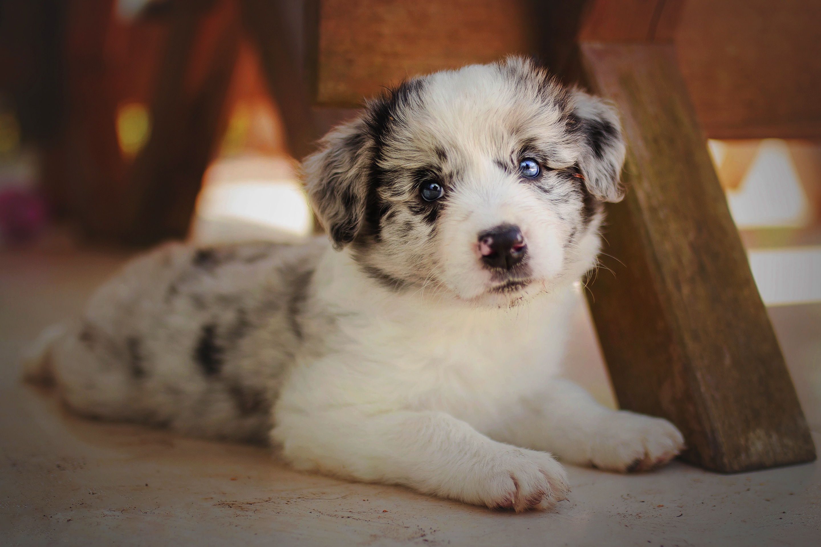 Australian Shepherd HD Wallpaper