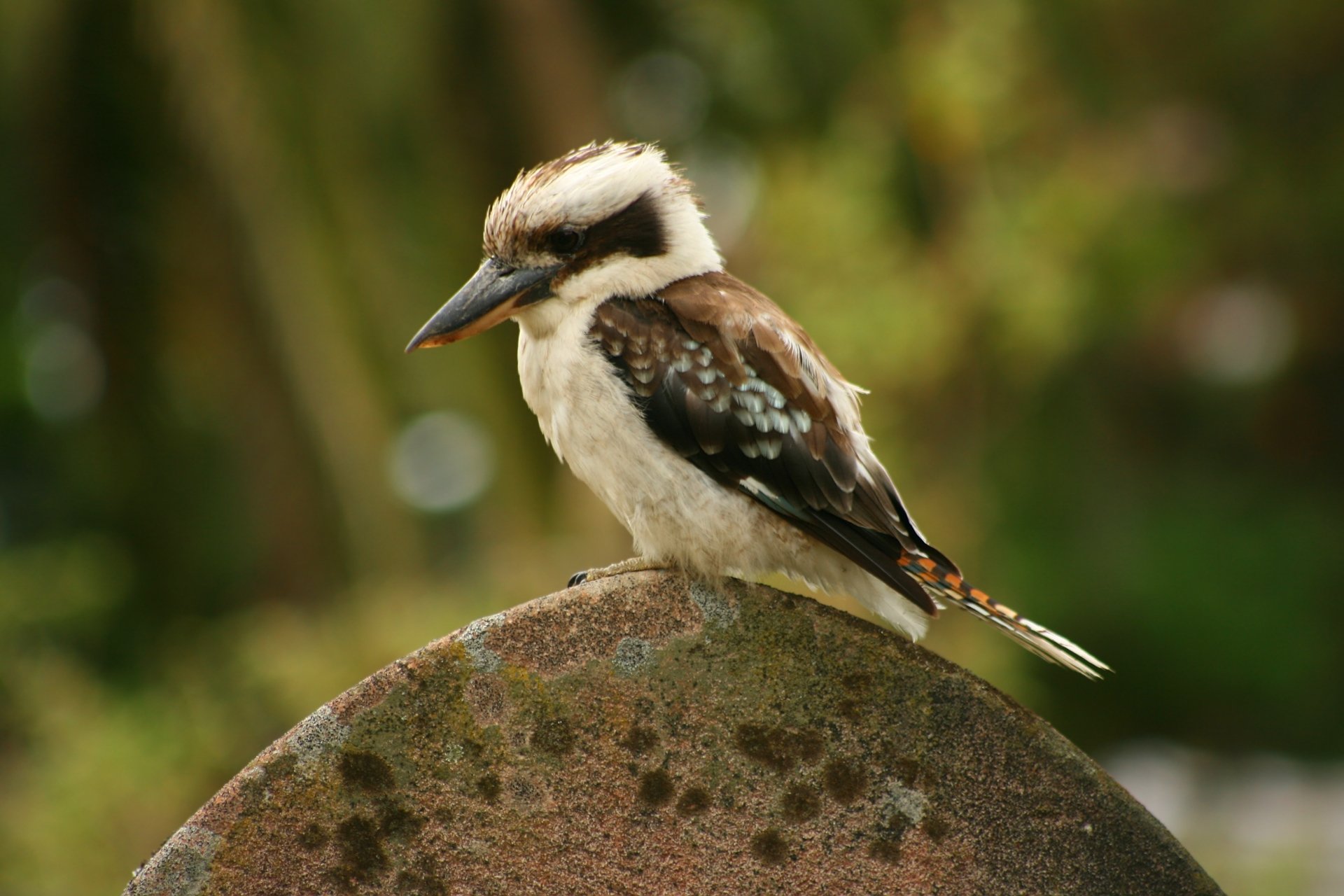 A laughing kookaburra perched on a rock, captured in vibrant detail as a 4K Ultra HD PC desktop wallpaper showcasing the bird's natural beauty.