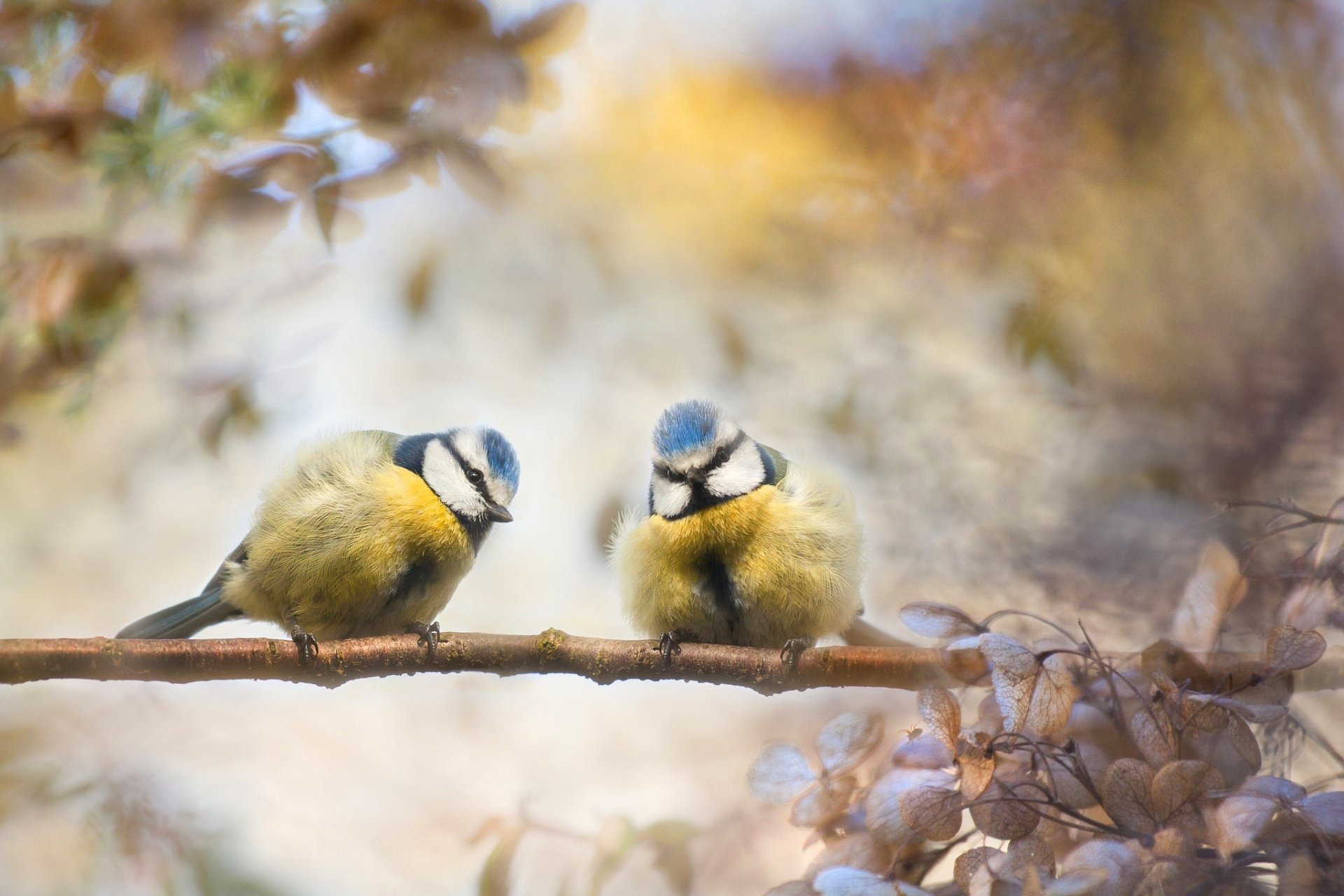 HD PC desktop wallpaper of two titmouse passerine birds (animal) perched on a branch amid soft autumn foliage with a creamy bokeh background.