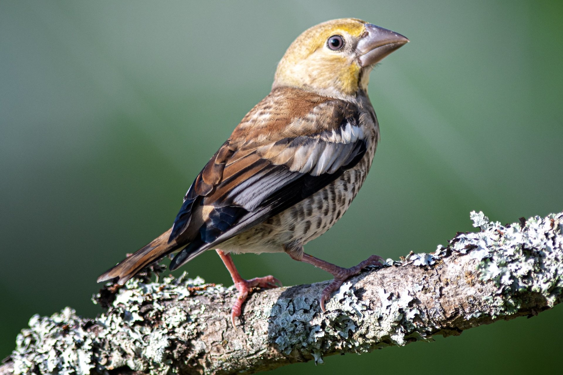 Download Passerine Bird Animal Hawfinch HD Wallpaper