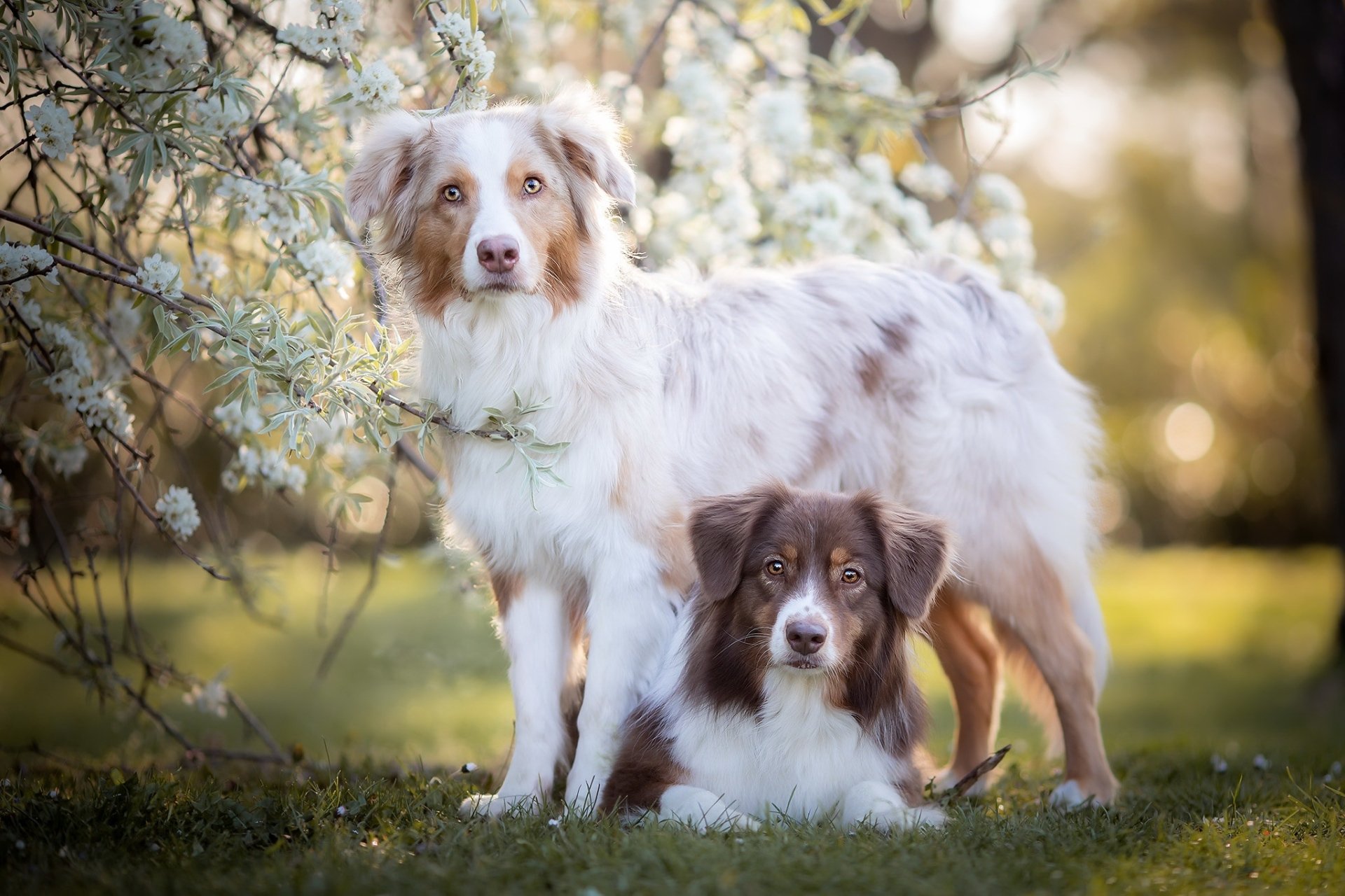 Download Animal Dog HD Wallpaper | 2048x1365 | Wallpaper Abyss