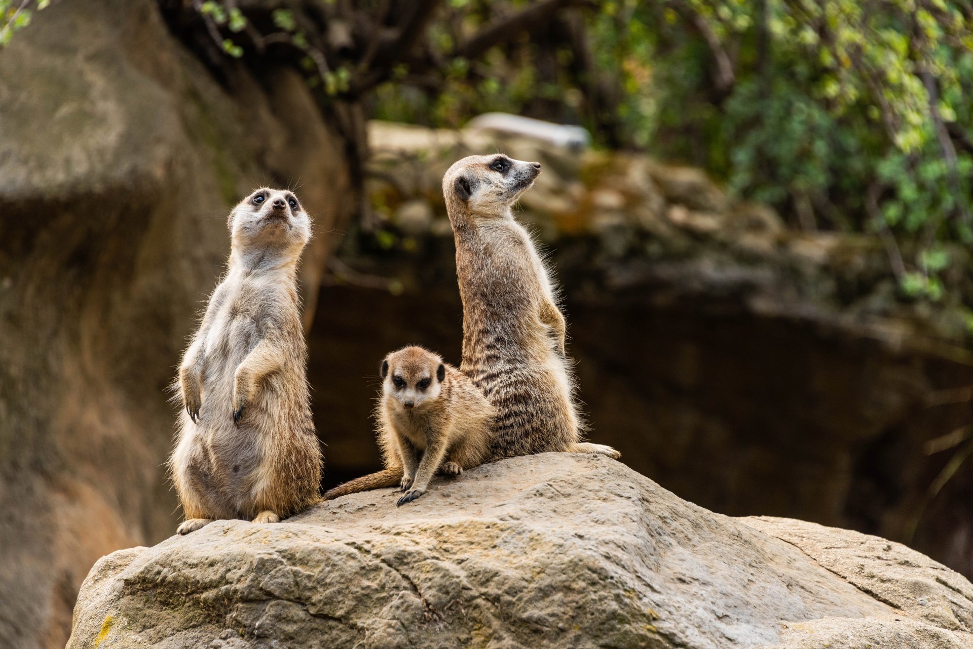 2K Quad HD PC desktop wallpaper — three meerkats (animal) on a sunlit rock: two standing sentry and one crouched, rocky ledge with blurred foliage background.