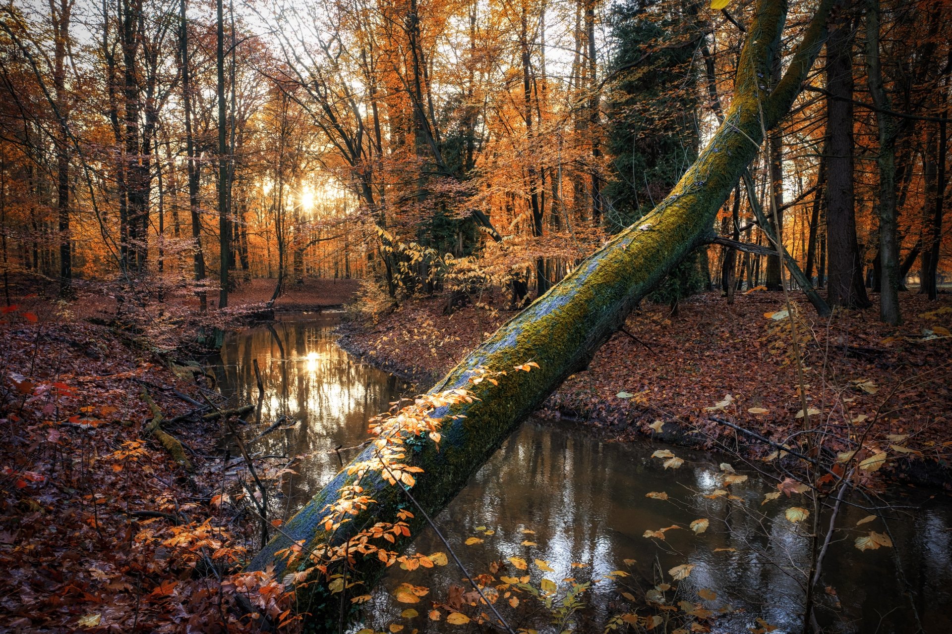 4K Ultra HD Autumn Forest River: Serene Fall Nature Escape | 6000x4000 ...