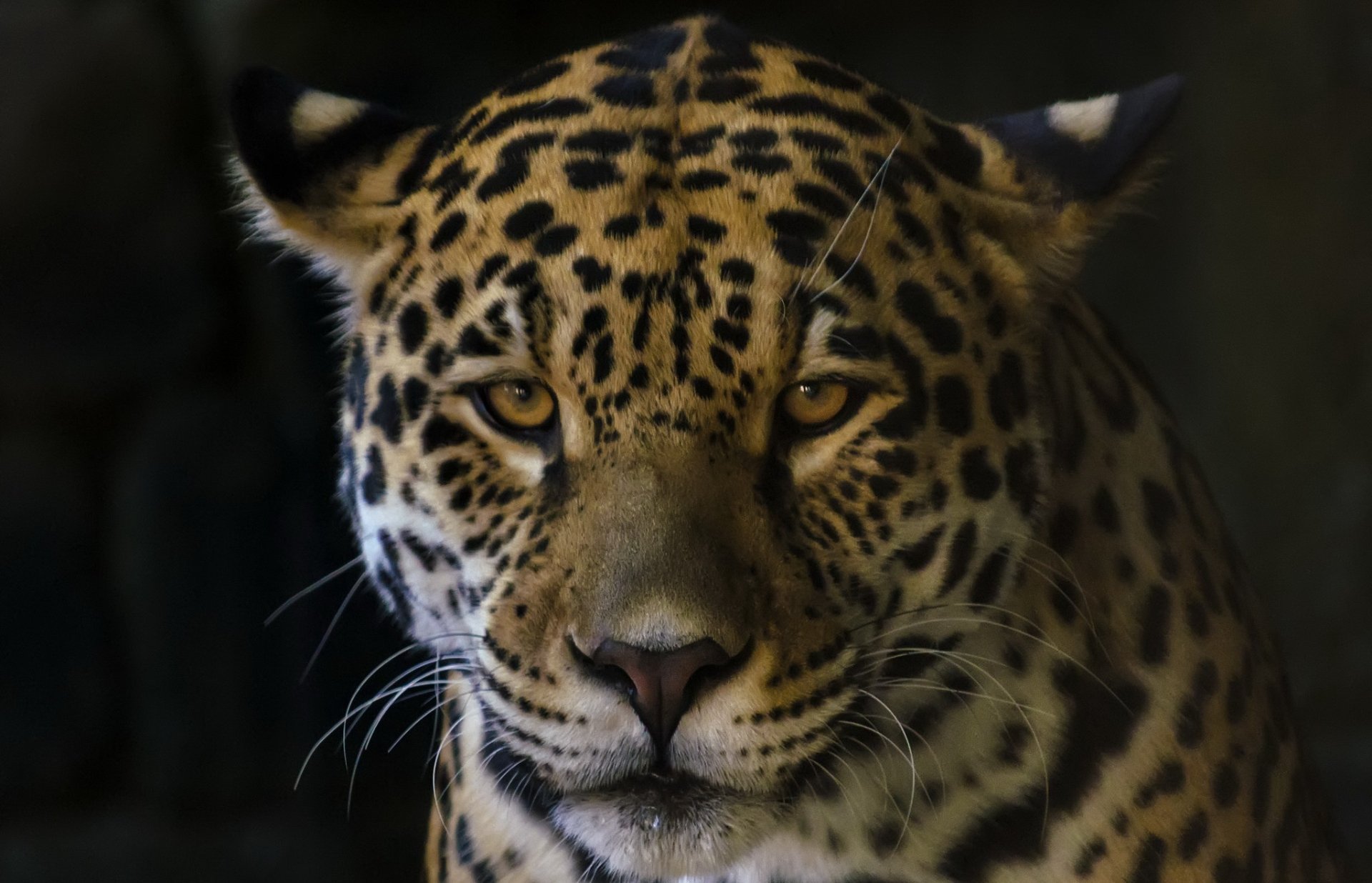 Download Animal Jaguar HD Wallpaper