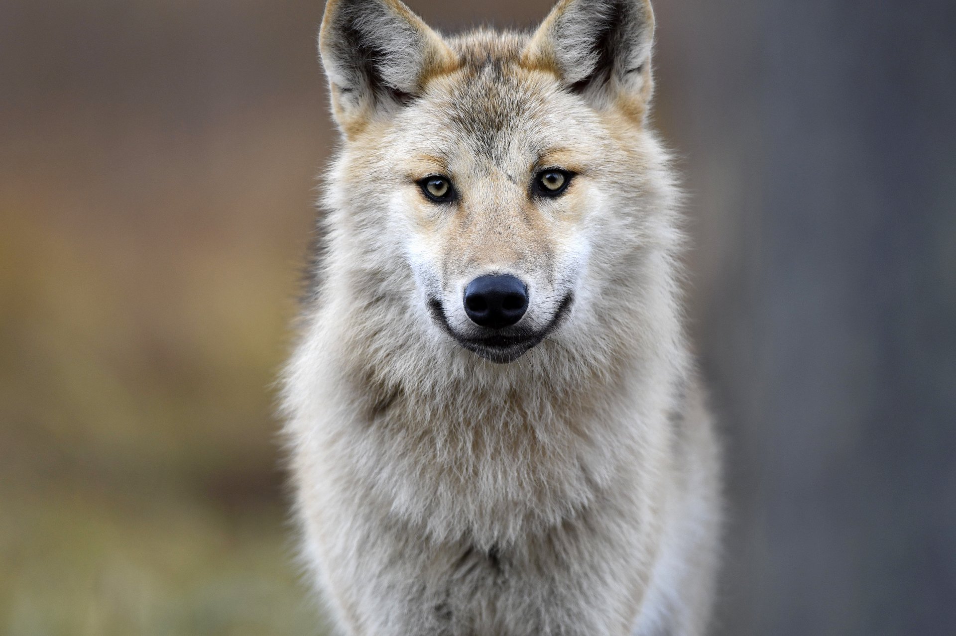Animal Gray Wolf HD Wallpaper