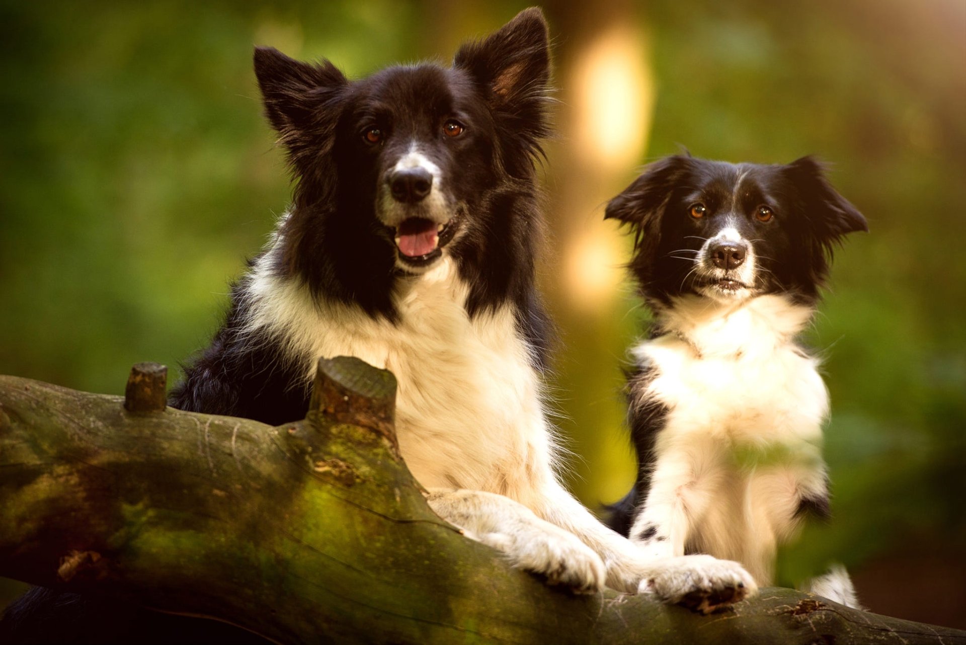 Download Puppy Baby Animal Dog Animal Border Collie HD Wallpaper