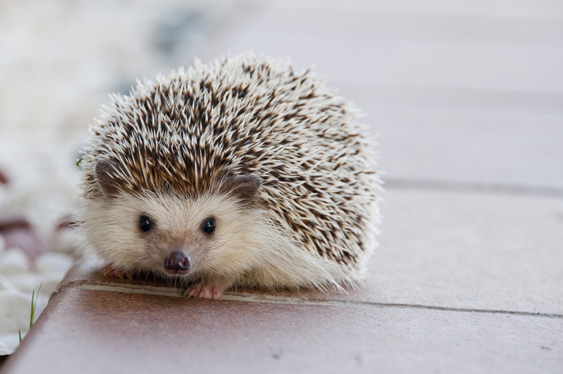 Download Animal Hedgehog HD Wallpaper