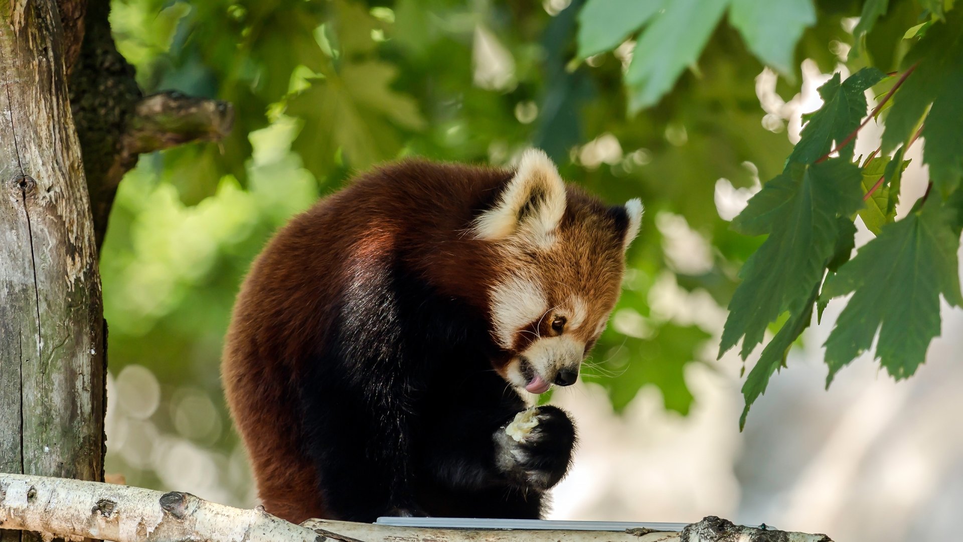 Download Animal Red Panda HD Wallpaper