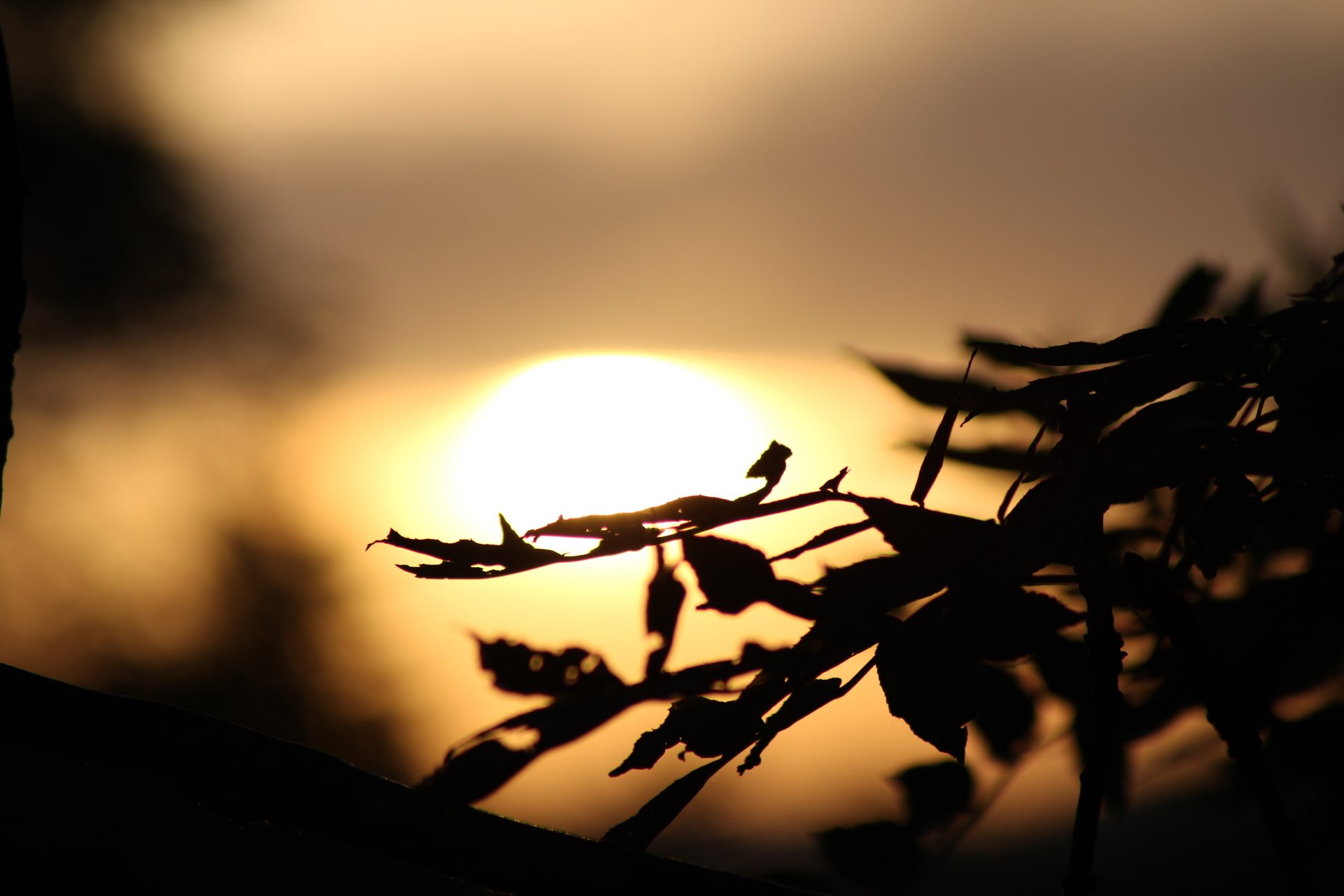 Sunset from forest by gergelyharsay