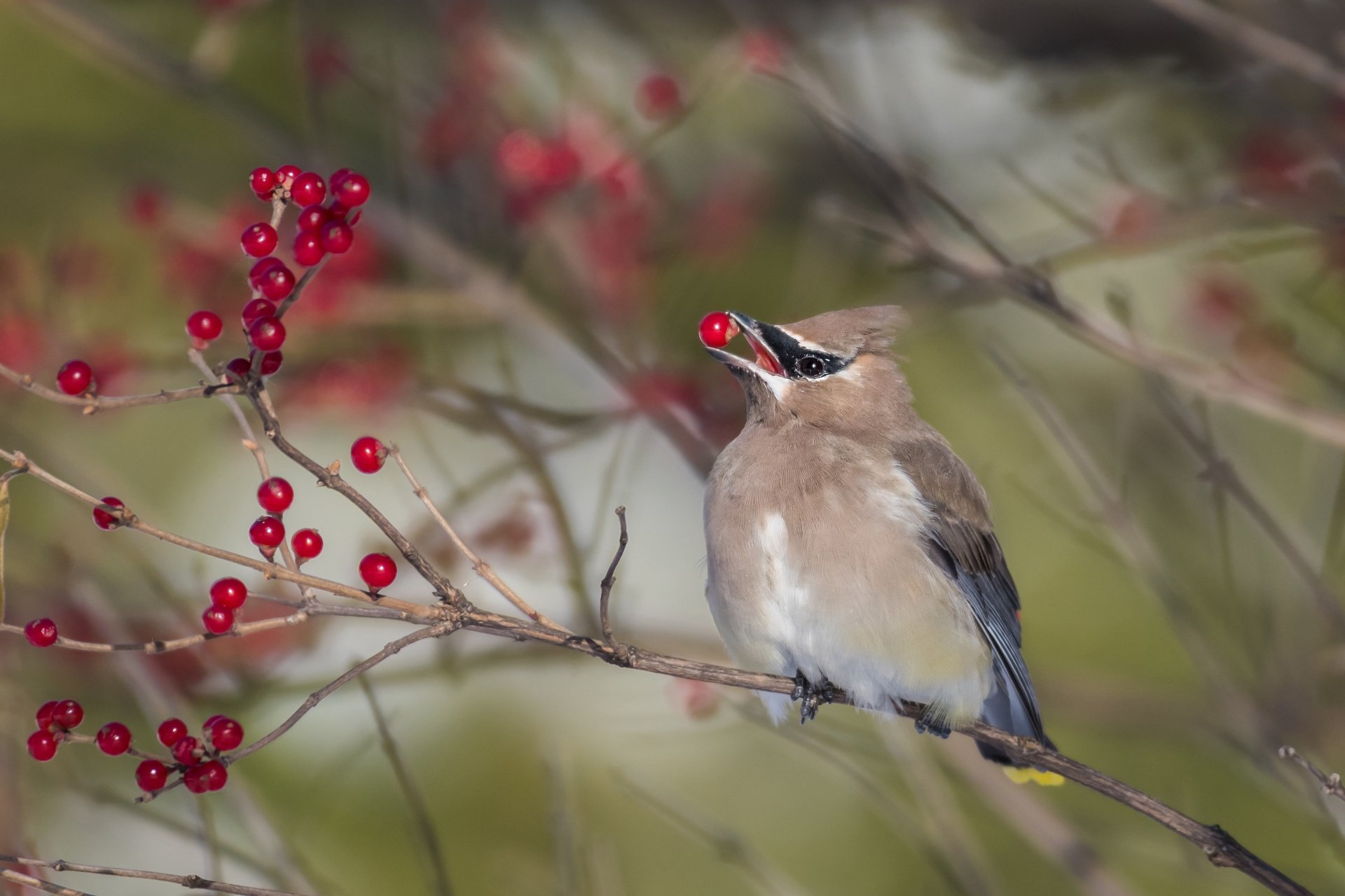 Download Bird Berry Animal Waxwing HD Wallpaper