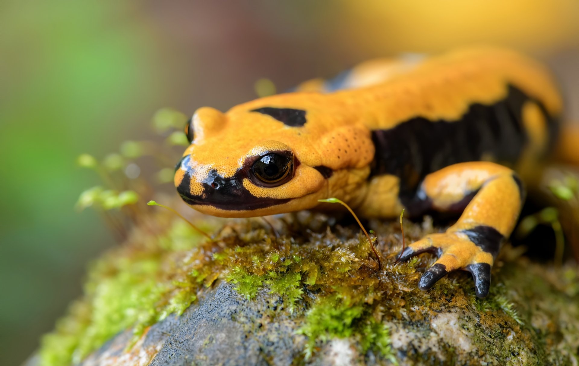 Download Reptile Lizard Animal Salamander HD Wallpaper