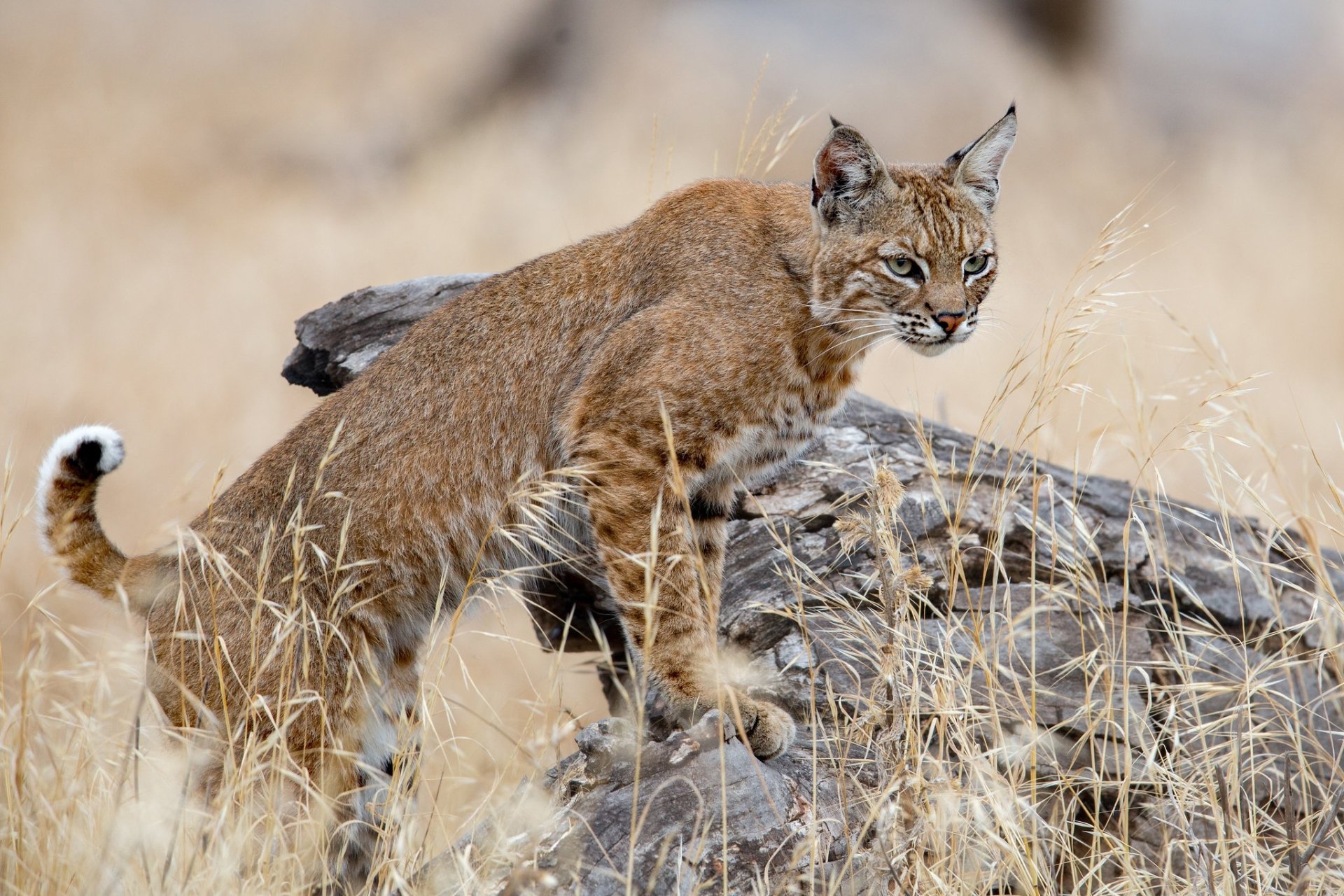Download Animal Lynx HD Wallpaper