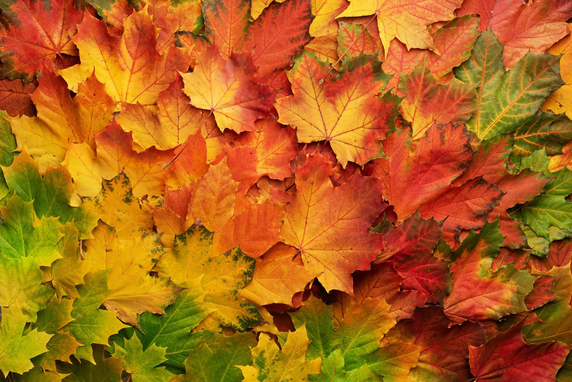 Nature Leaf 4k Ultra HD Wallpaper