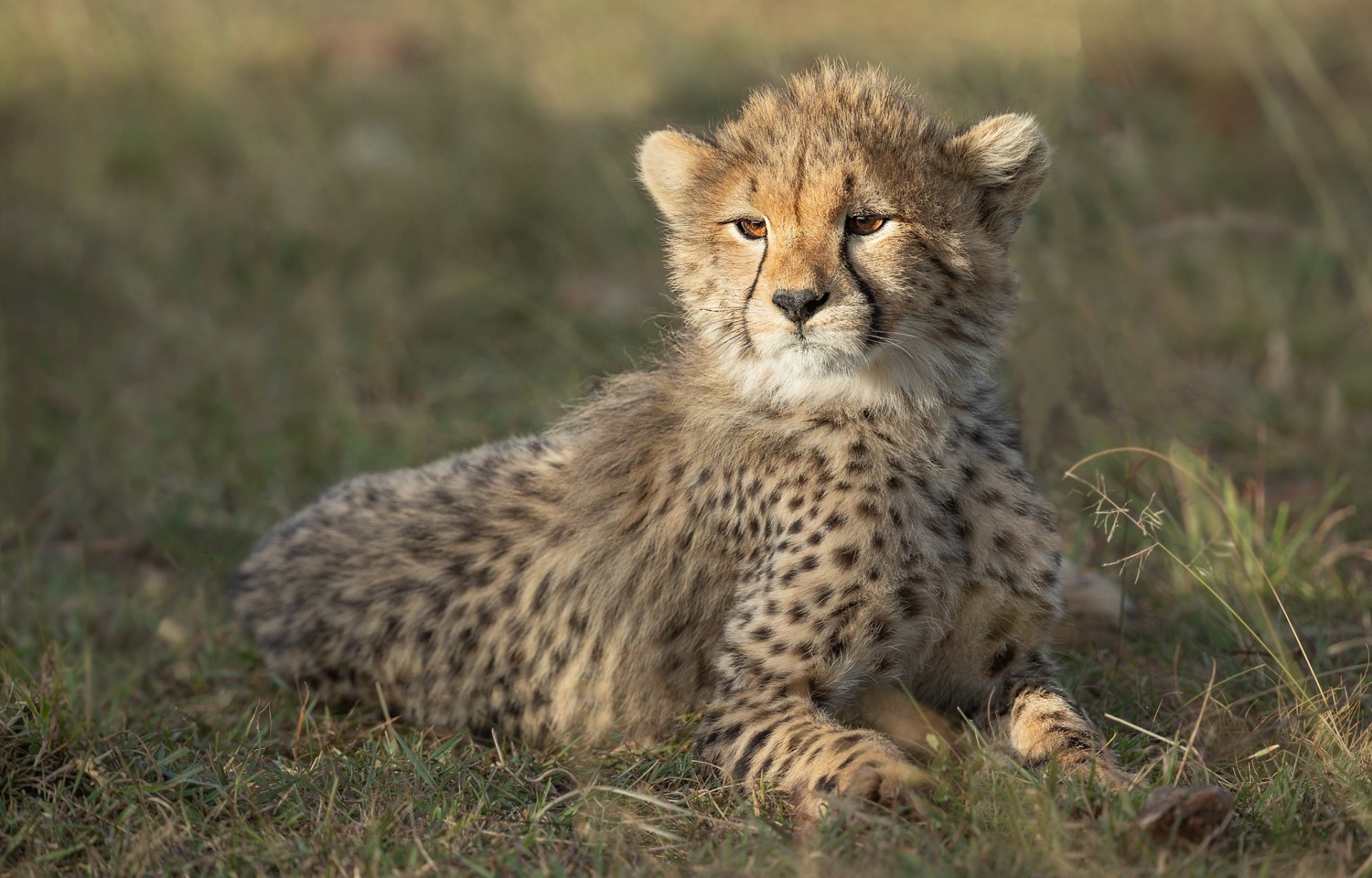 Animal Cheetah HD Wallpaper