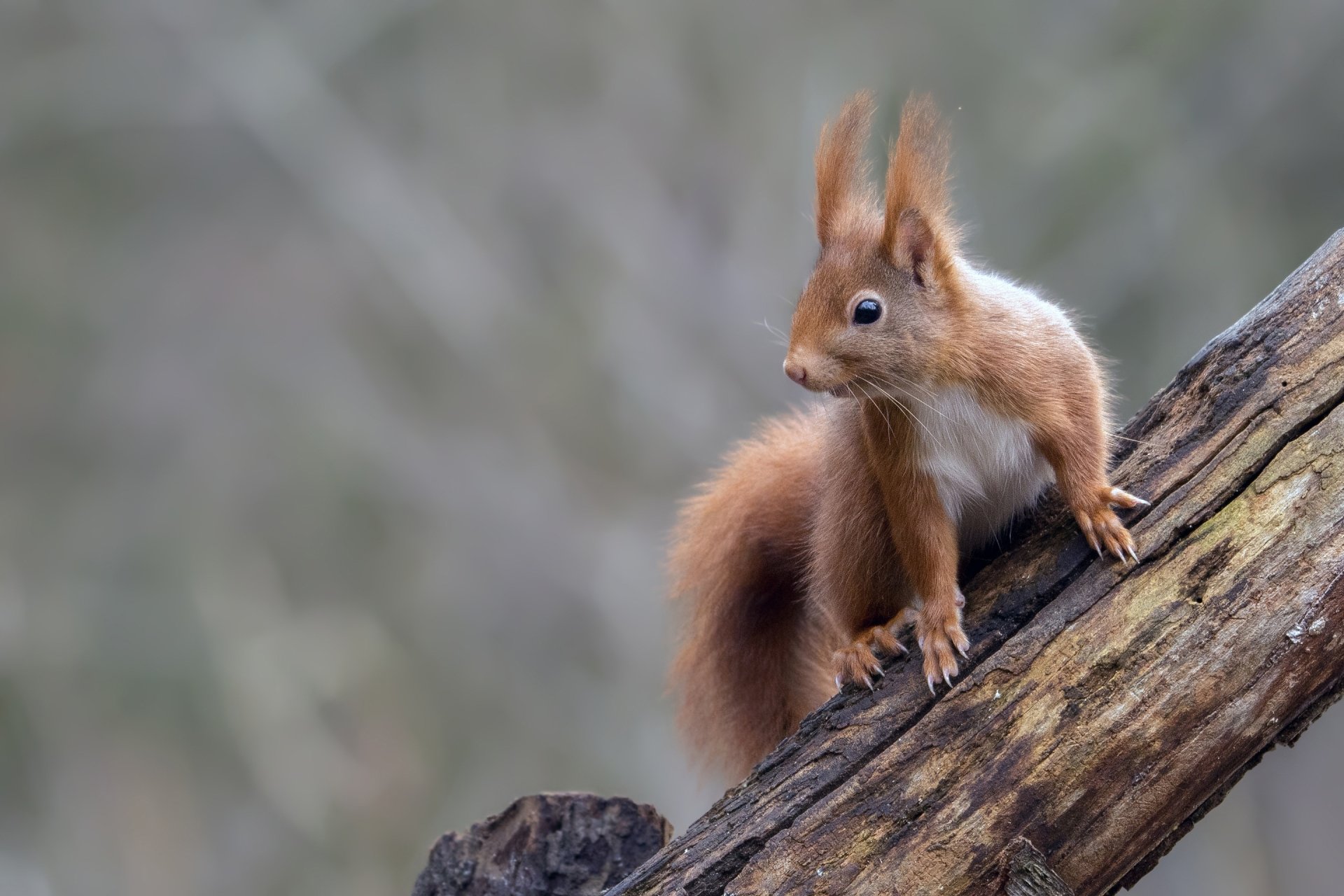 Download Rodent Animal Squirrel HD Wallpaper