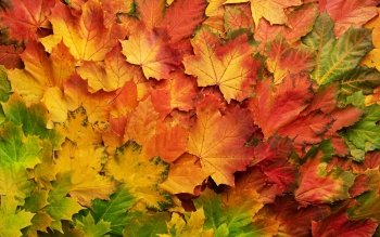 159 4K Ultra HD Leaf Wallpapers | Background Images - Wallpaper Abyss