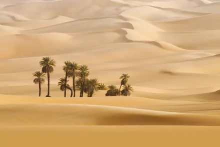 4K Ultra HD desert landscape featuring rolling sand dunes and a cluster of palm trees surrounded by vast, golden sand under soft natural light.