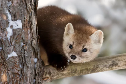Animal marten HD Desktop Wallpaper | Background Image