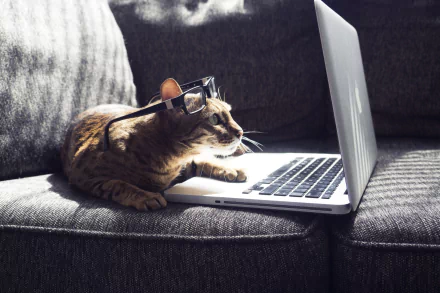 laptop glasses Animal cat HD Desktop Wallpaper | Background Image