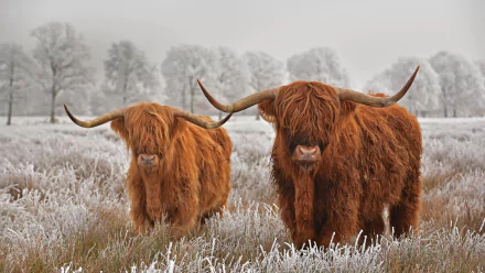 cow Animal highland cattle HD Desktop Wallpaper | Background Image