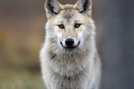 close-up gray wolf Animal HD Desktop Wallpaper | Background Image