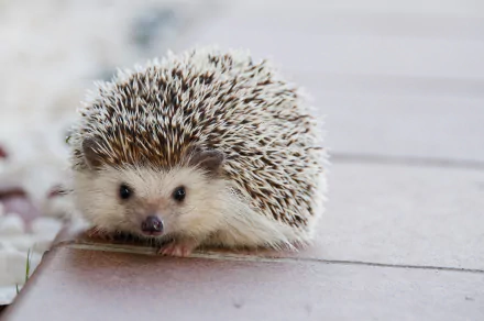Animal hedgehog HD Desktop Wallpaper | Background Image