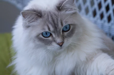Close-up HD desktop wallpaper of a fluffy ragdoll cat with striking blue eyes and soft fur, showcasing the animal's calm and gentle expression.