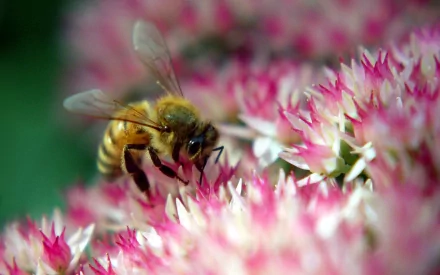 A close-up HD desktop wallpaper of a bee collecting nectar from vibrant pink and white flowers, highlighting the delicate interaction between insect and bloom.