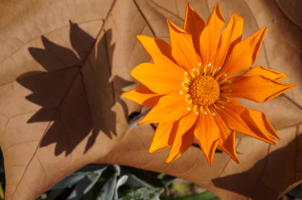 shadow nature flower HD Desktop Wallpaper | Background Image