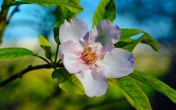 Earth Flower Flowers Almond Tree HD Wallpaper | Background Image