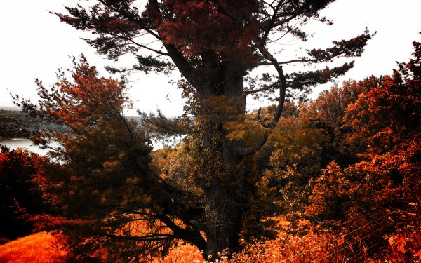 Earth Tree Trees HD Wallpaper | Background Image
