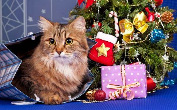 Animal Cat Cats Christmas Christmas Ornaments HD Wallpaper | Background Image