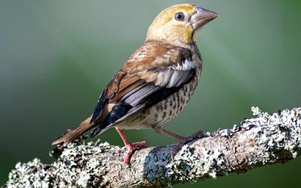 passerine bird Animal Hawfinch HD Desktop Wallpaper | Background Image