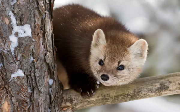 Animal marten HD Desktop Wallpaper | Background Image