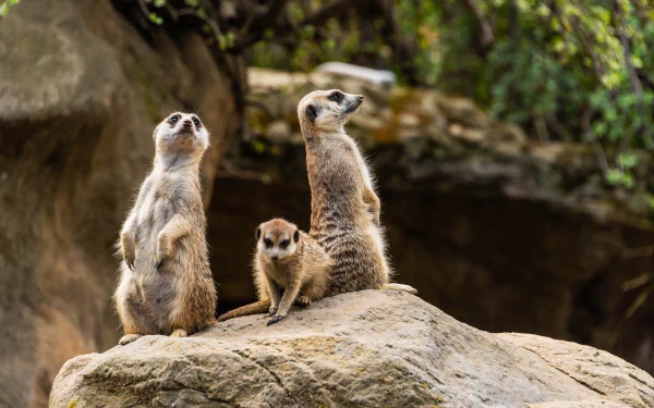 2K Quad HD PC desktop wallpaper — three meerkats (animal) on a sunlit rock: two standing sentry and one crouched, rocky ledge with blurred foliage background.