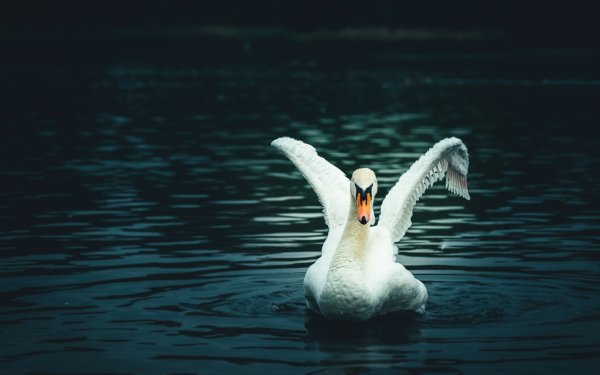 Animal Mute swan Birds Swans Swan Wings HD Wallpaper | Background Image