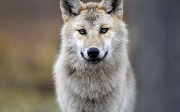 Animal Gray Wolf Close-Up HD Wallpaper | Background Image